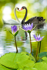Obraz premium lotus in water and swans