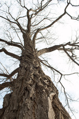 bare branches against a sky