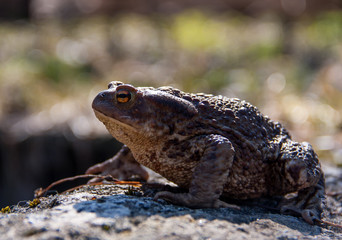 Toad sitting on a stone