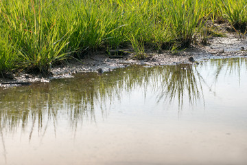 Fototapeta na wymiar Ufer spiegelt sich im Wasser