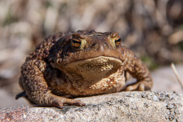 Toad sitting on a stone
