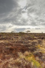 Obraz premium Colorful bog in spring, gloomy sky