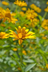 beautiful yellow flowers in the garden