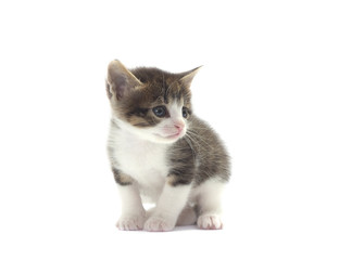 cute cat looking on a white background