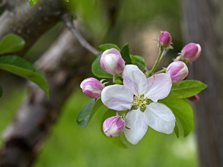 Fototapeta na wymiar Apple tree blossom, Apfelbaum Blüte