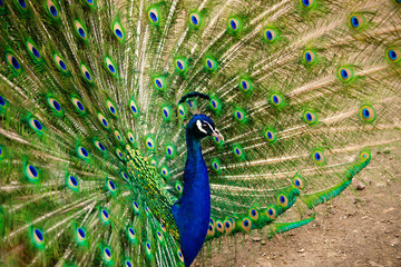 Obraz premium Павлин