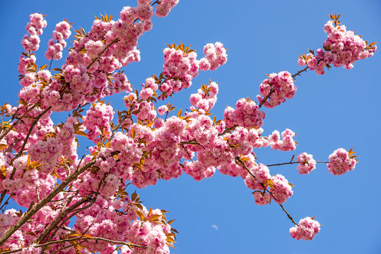 japanische Kirschenblüte
