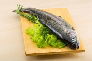 Raw fresh trout