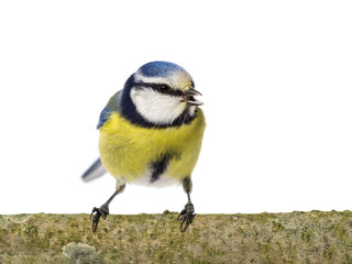 Perched blue tit looking to the right with open beak on white