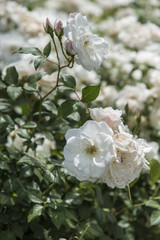 Obraz na płótnie Canvas White Rose Bush