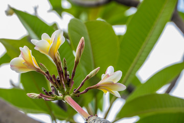 Plumeria or Templetree