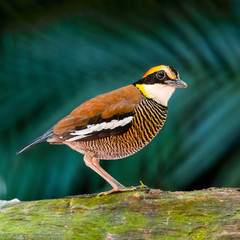 female Malayan Banded Pitta