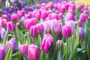 Photo sur Plexiglas Tulipe tulip closeup