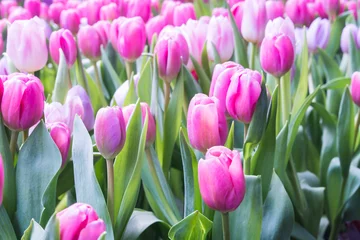 Cercles muraux Tulipe tulip closeup