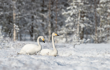Whooper swans on a snowy swamp in spring morning