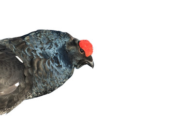 Portrait of a male black grouse isolated on a white background