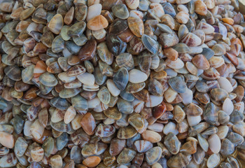 Pickled banded wedge shell in market, Thailand market.