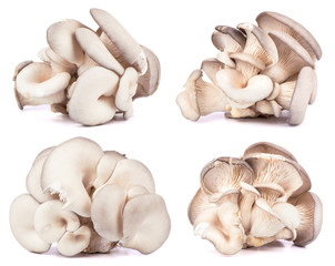 Fototapeta premium Oyster Mushrooms