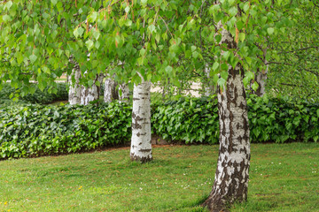 Fototapeta premium Troncos y ramas de Abedul Común. Betula pendula. 