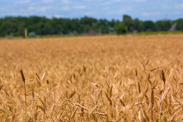 summer wheat field