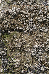 Holzbuhne mit Muscheln