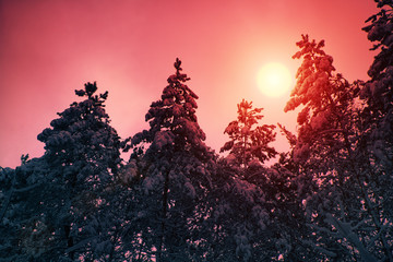 Fototapeta premium Snowy forest at sunset