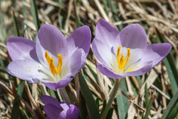 Fototapeta premium Crocus nudiflorus. Flores de Azafrán Silvestre. 