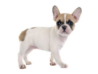 puppy french bulldog