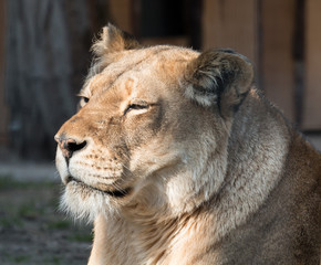 Lioness in the sun