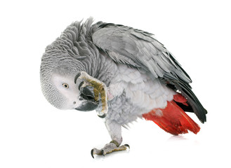African grey parrot