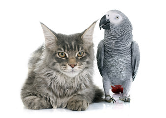 African grey parrot and cat © cynoclub