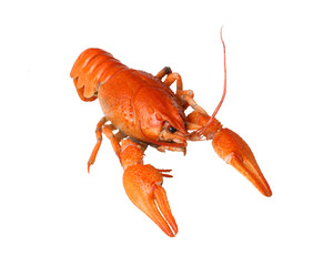isolated crayfish