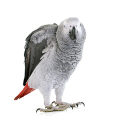 African grey parrot