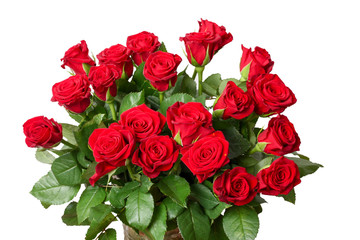 
isolated flowers red roses