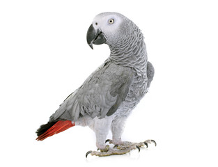 African grey parrot