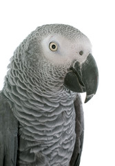 African grey parrot