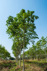 rubber plantation with blue sky background.