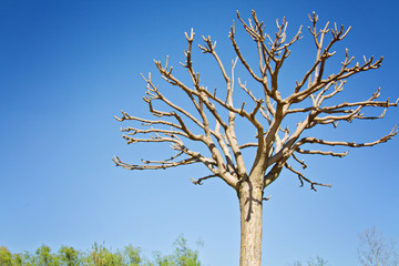 Spring background. Trees without leaves and bright blue sky