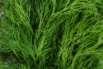 Fresh dill isolated on white