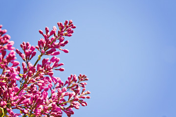 Spring background. Trees without leaves and bright blue sky