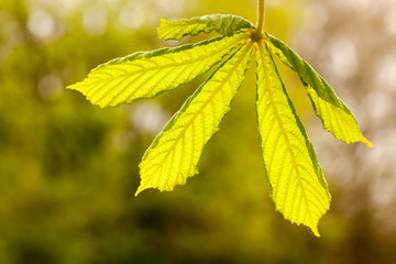 Junges Kastanienblatt