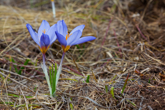 Closeup Blue Crocus