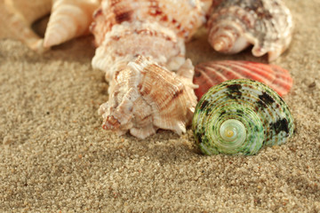 sea shells with sand as background