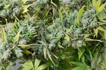 Marijuana Plant -  Medical Cannabis closeup
