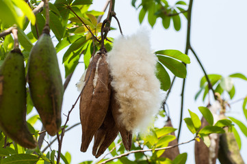 kapok on tree