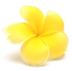 frangipani