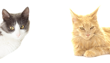 two cat close up on a white background isolated