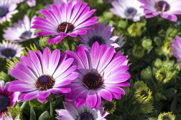 three pink chrysanthemums on sunny spring day