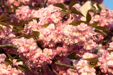 sakura. cherry blossom in springtime, beautiful pink flowers