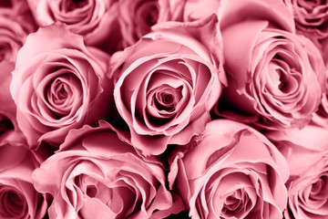 Close up of toned pink roses, background